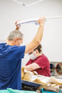 surgical vet prepping for spay procedure