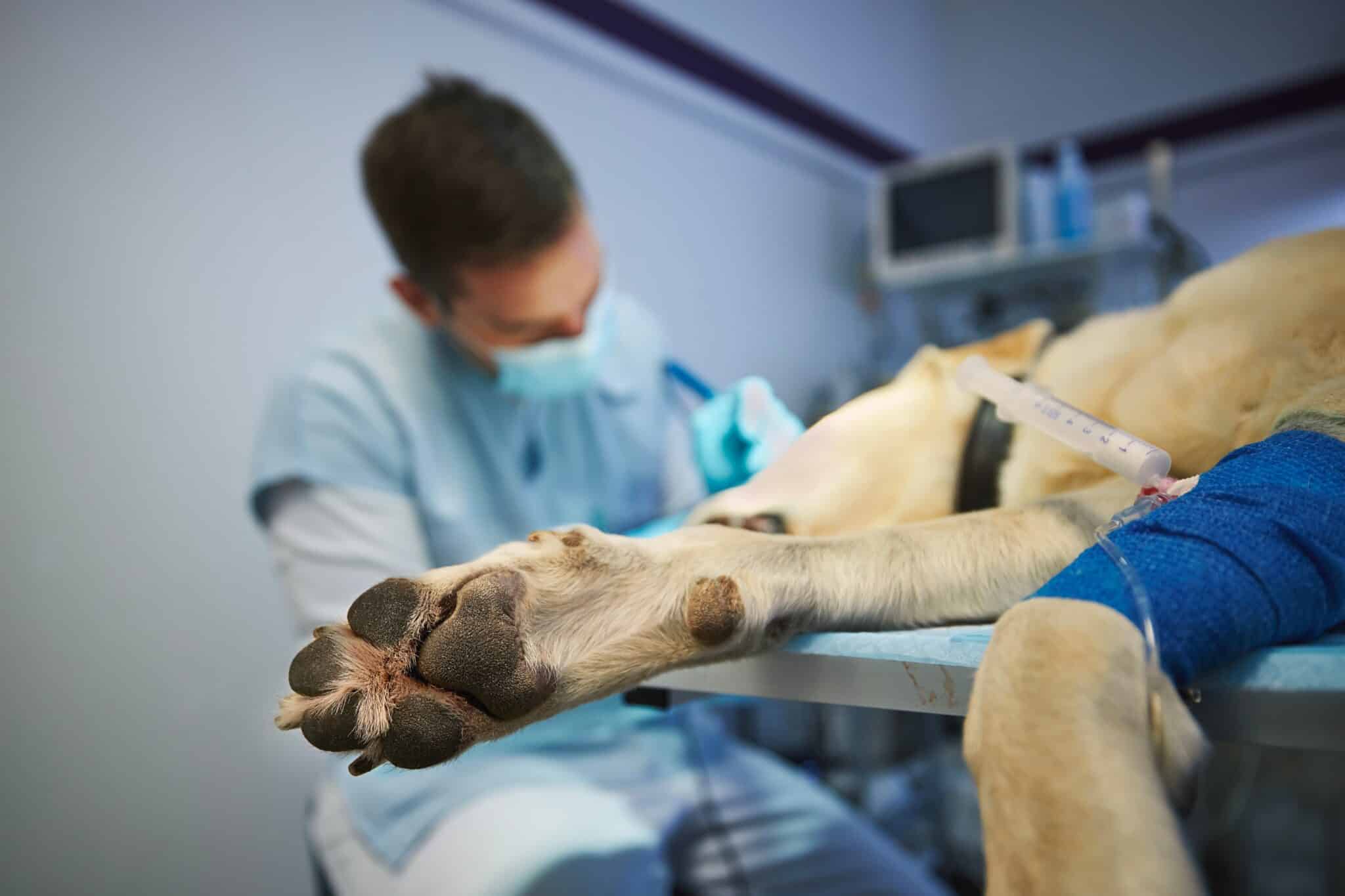 dog on table while vet performs mass removal surgery