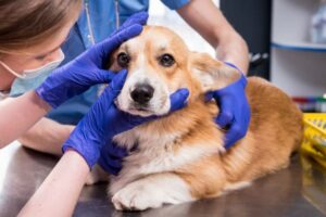 dog getting eye checkup at vet.