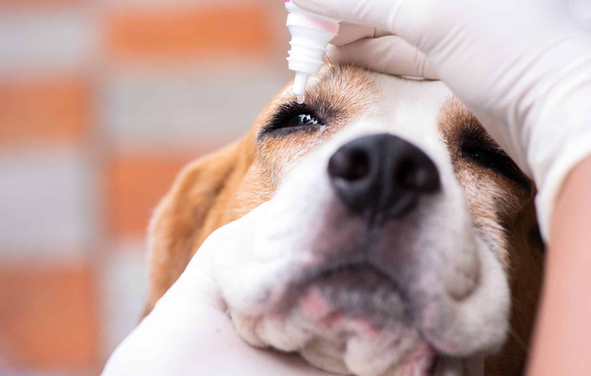 A dog getting eye drops dripped into his eye.