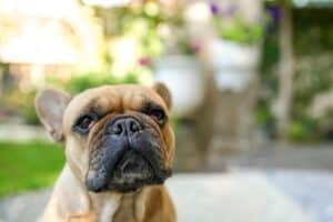 A dog with two cherry eyes is sitting.