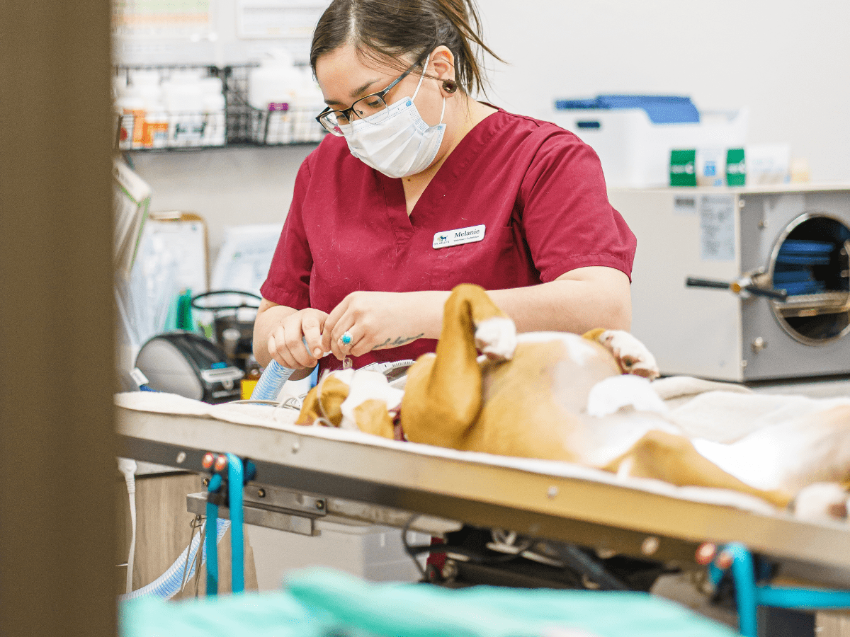 Vet tech preparing dog for spay and neuter procedure.