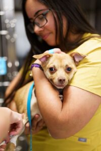 Small dog being held by vet tech while receiving injection