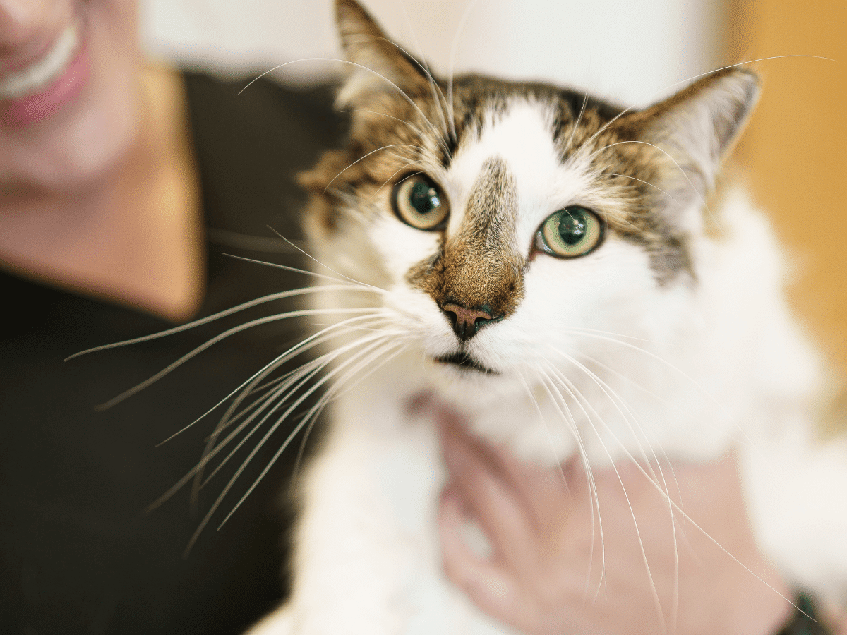 Portrait of a brown and white cat being held by a Dr. Kelly’s Surgical Unit vet technician