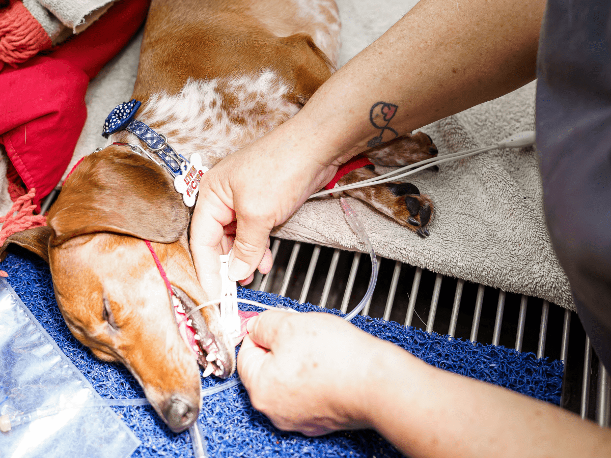 dog receiving dental treatment at Dr. Kelly's Surgical Unit