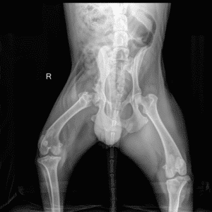 X-Ray showing arthritis in hip requiring a Femoral Head Ostectomy