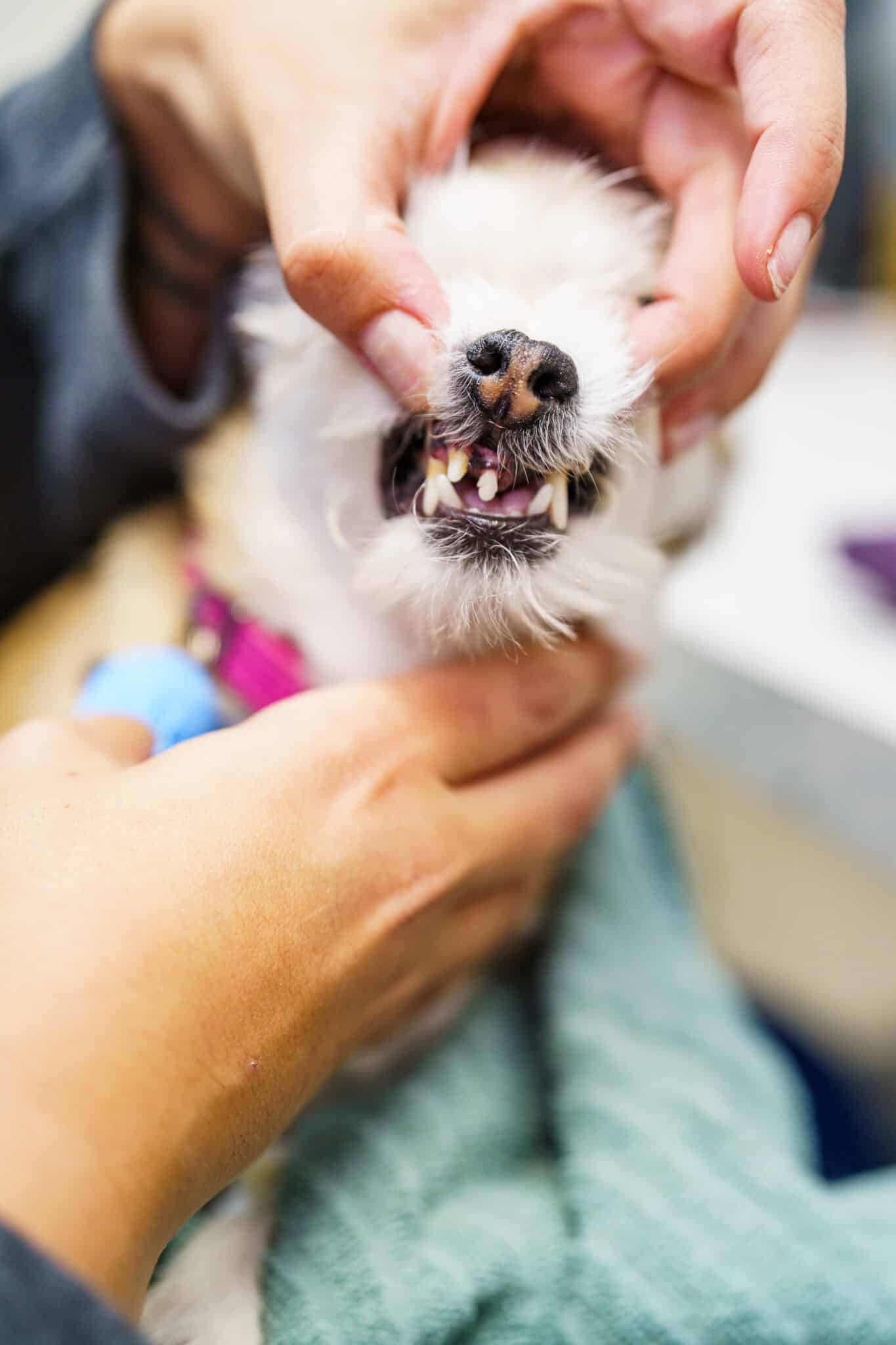 small white dog gets teeth examined at Dr.Kelly's Surgical Unit