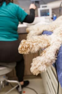 Up close image of dog paws on operating table