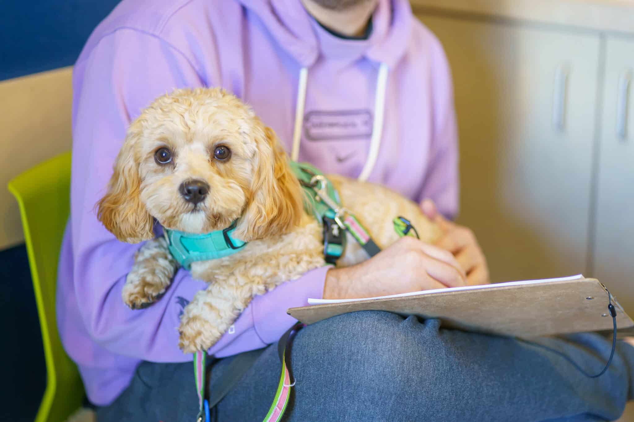 Small brown dog sits in owners lap while owner fills out paperwork at Dr.Kelly's vet office.