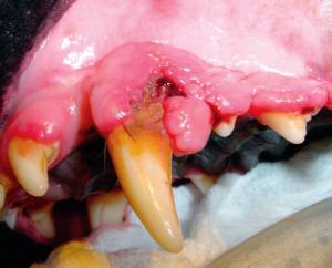 gum overgrowth in canine mouth