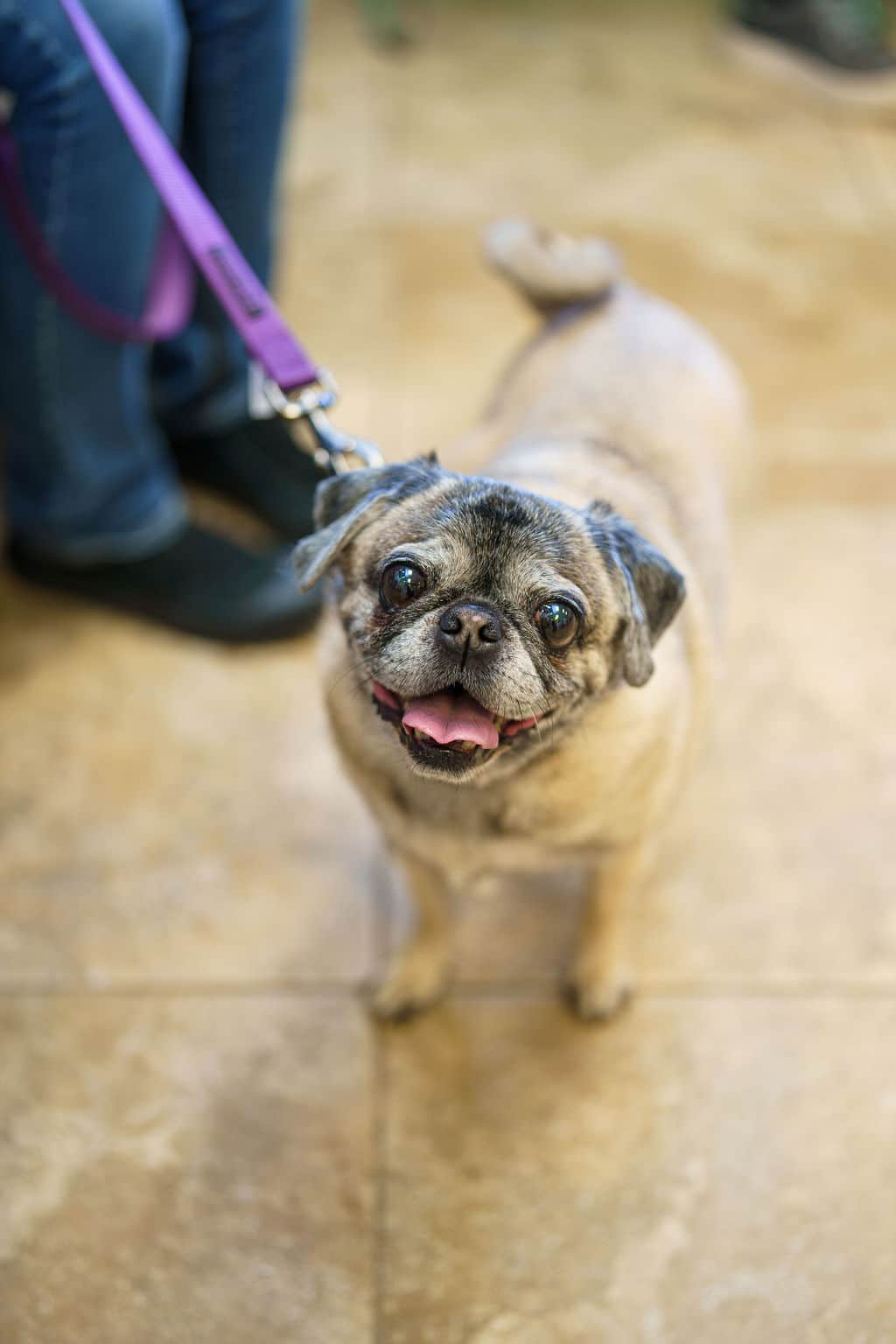 pug with purple leash in the waiting room at Dr.Kelly’s Surgical Unit